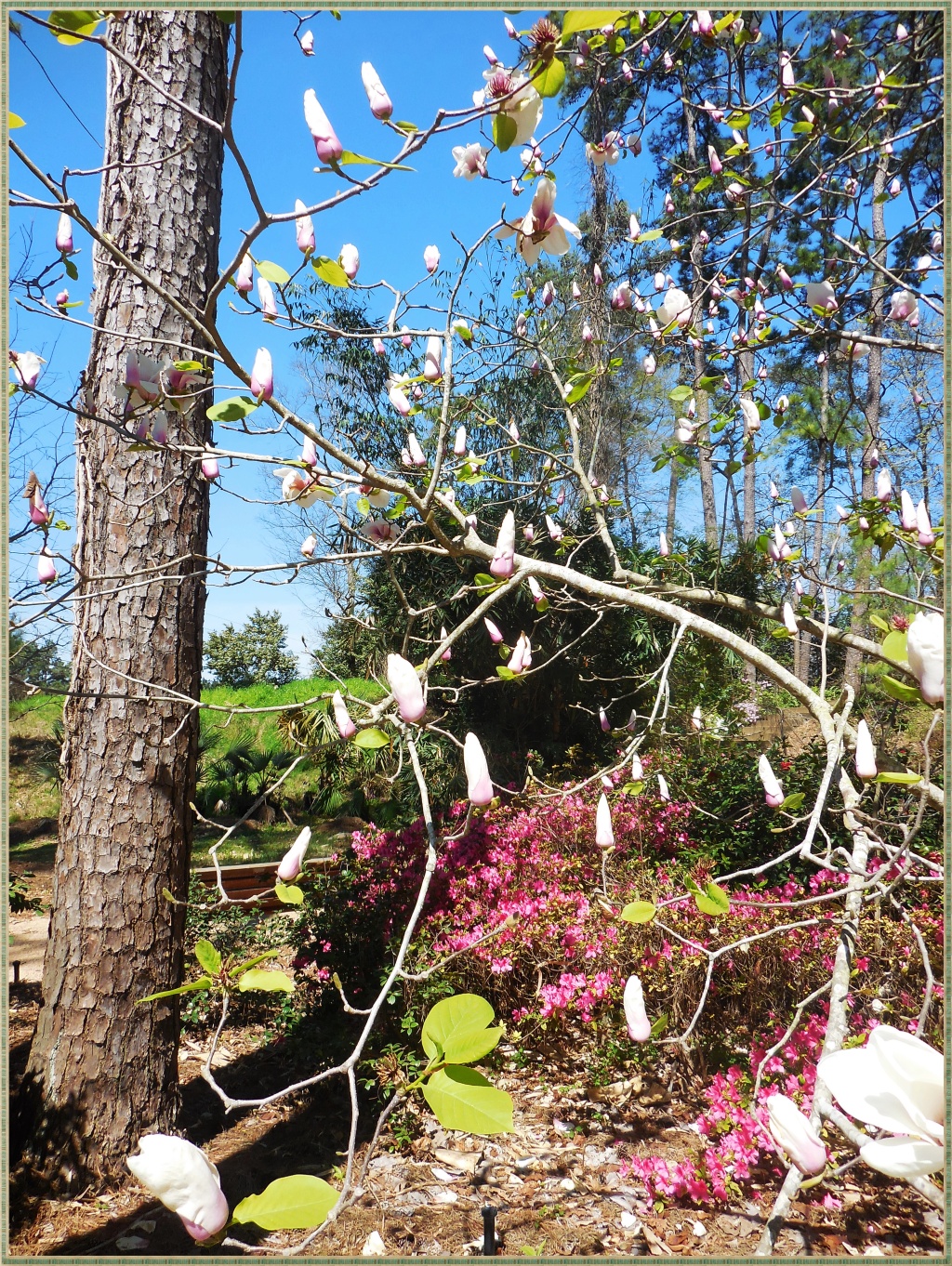 The smell of these magnolias permeated the whole garden.