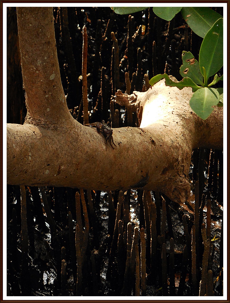 Is it a tarantula hiding in the mangroves?