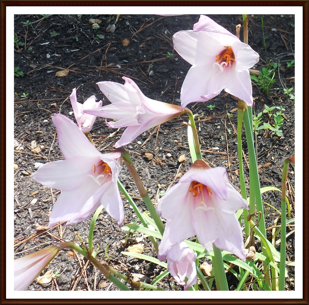 Blush lilies