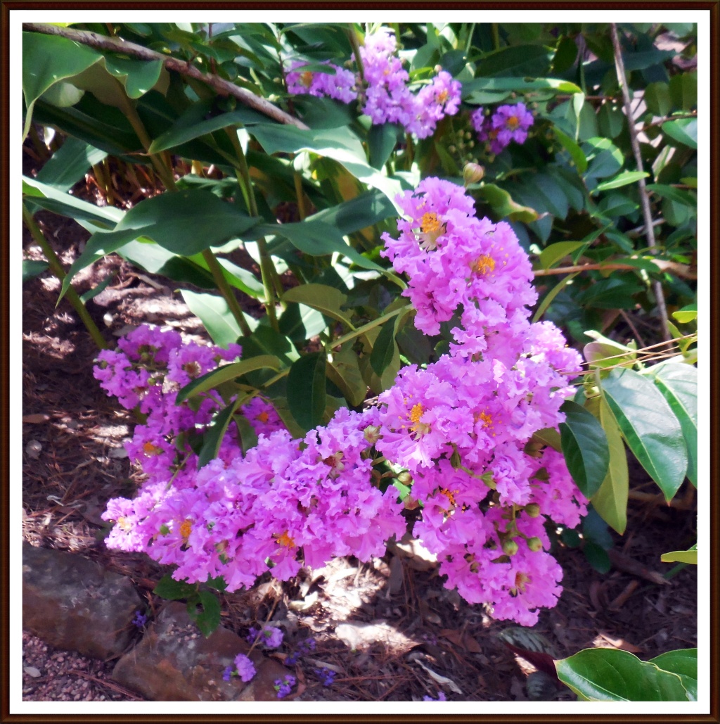 Lilac Crape Myrtle Blossom