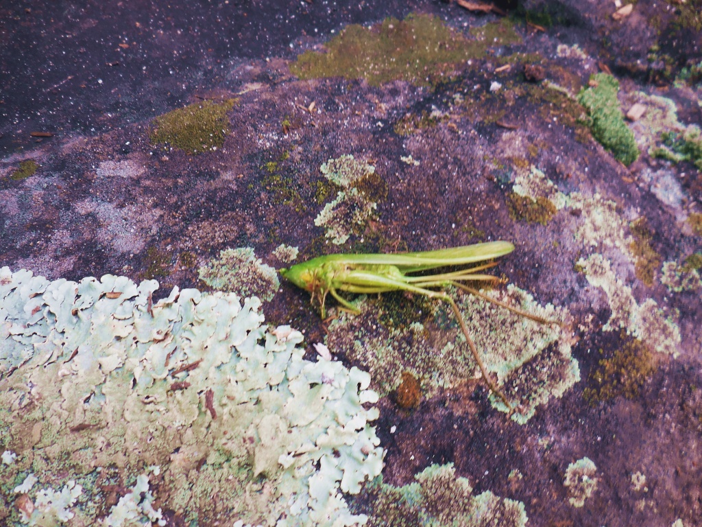 dead-grasshopper